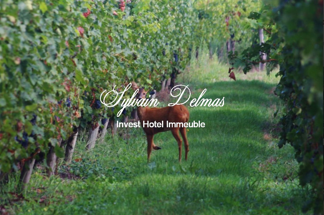 Prestigieux vignoble Bordelais sur 67 hectares